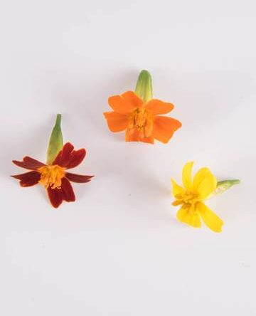 Citrus Marigold