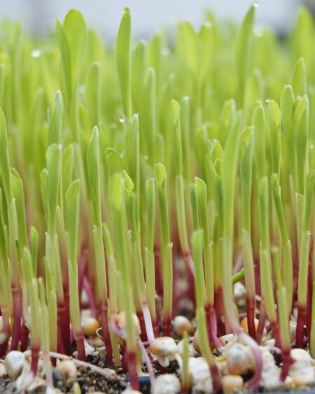Corn Shoots