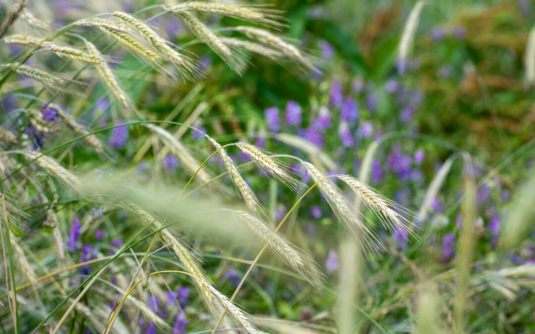A Beginners Guide to Regenerative Agriculture