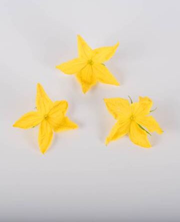 Cucumber Blossoms
