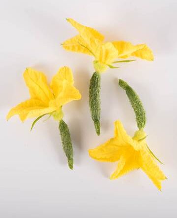 Cuke with Bloom