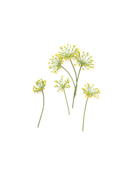 Dill Blooms