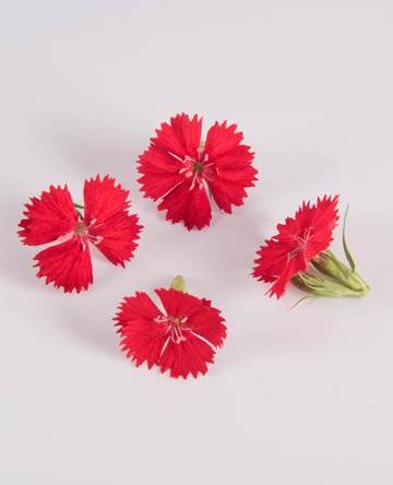 Abbey Road Dianthus