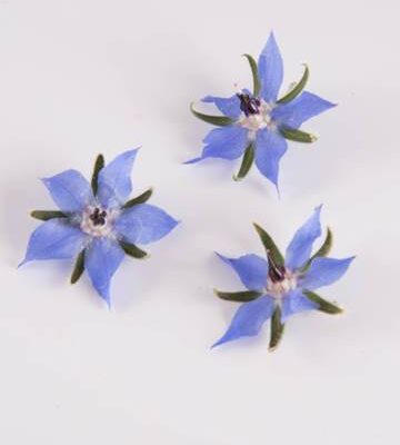 Blue Borage Flower