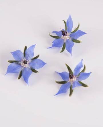 Blue Borage Flower