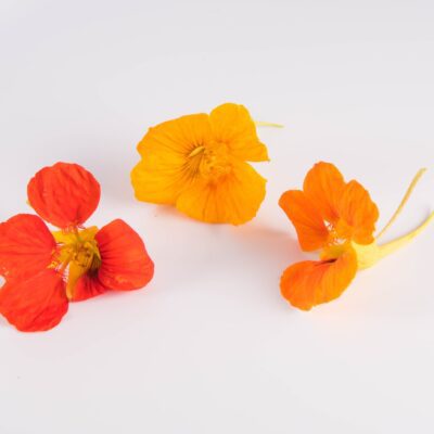 Nasturtium Flowers