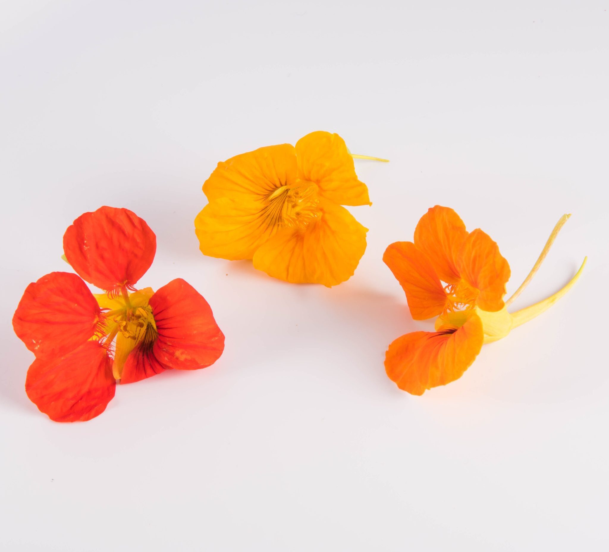 Nasturtium Flowers