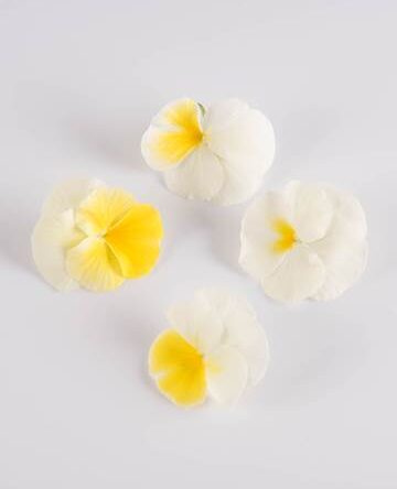 Banana Cream Viola