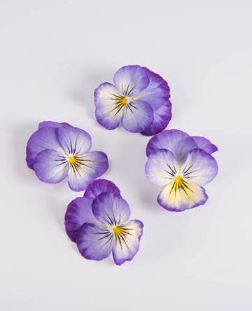 Blueberry Cheesecake Viola