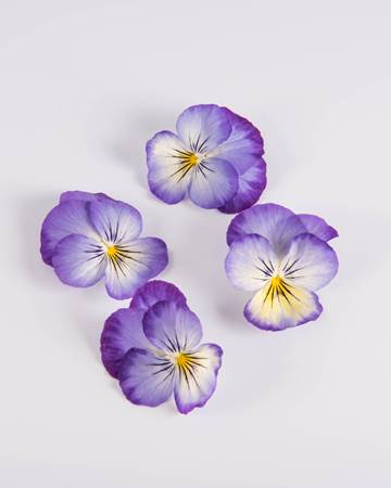 Blueberry Cheesecake Viola