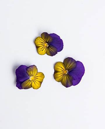 Blueberry Lemon Sorbet Viola
