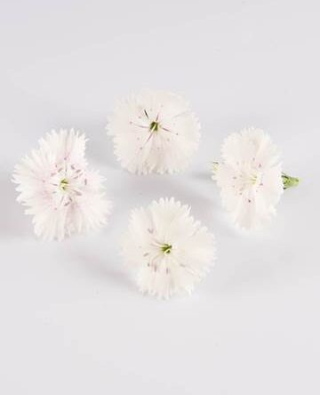 Westminster Abbey Dianthus