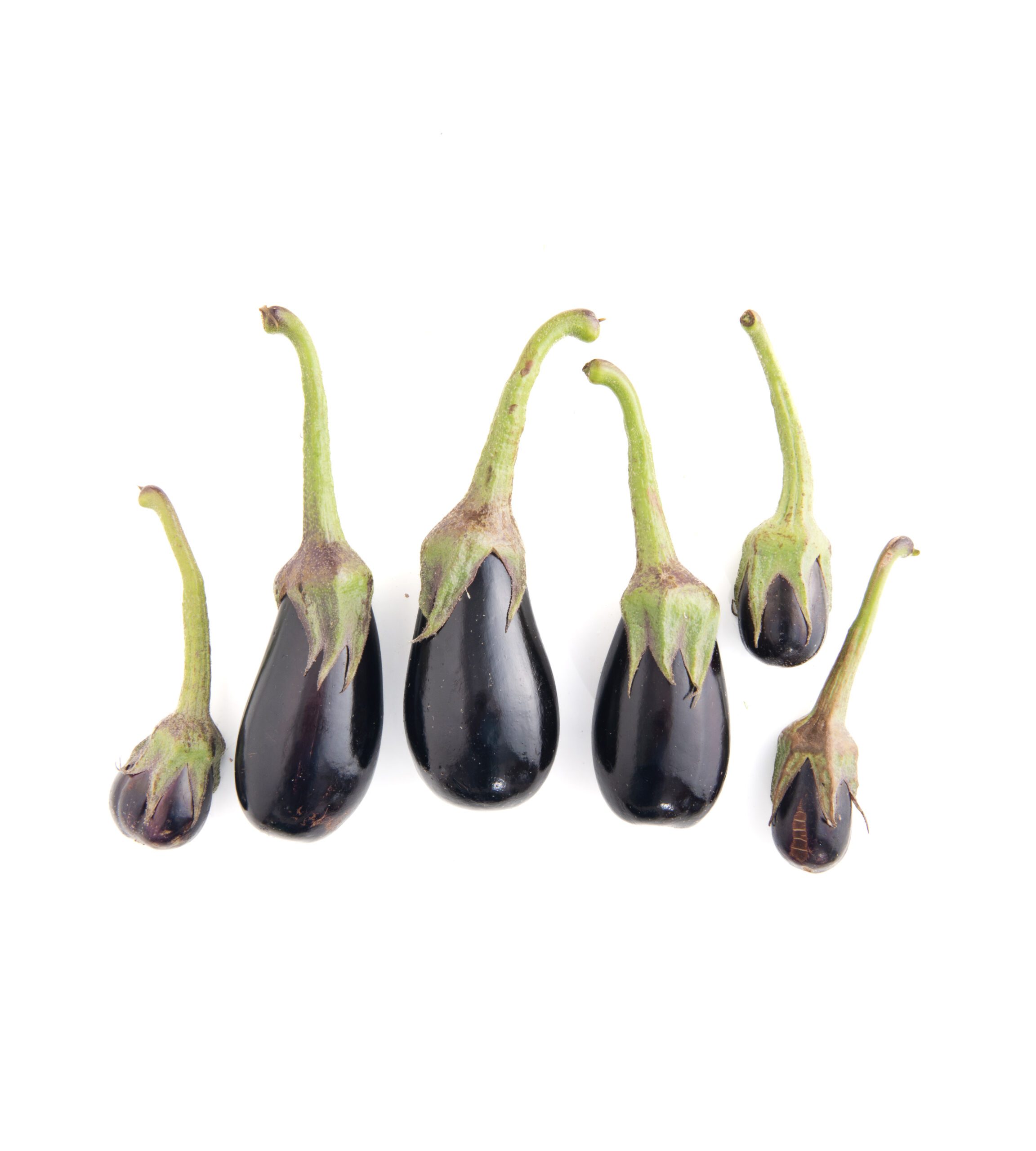 Eggplant