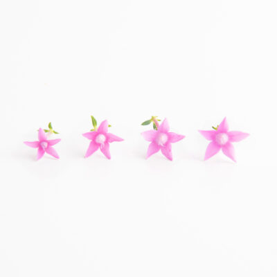 Dusty Rose Egyptian Starflower