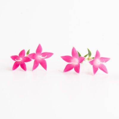 Flamingo Egyptian Starflower