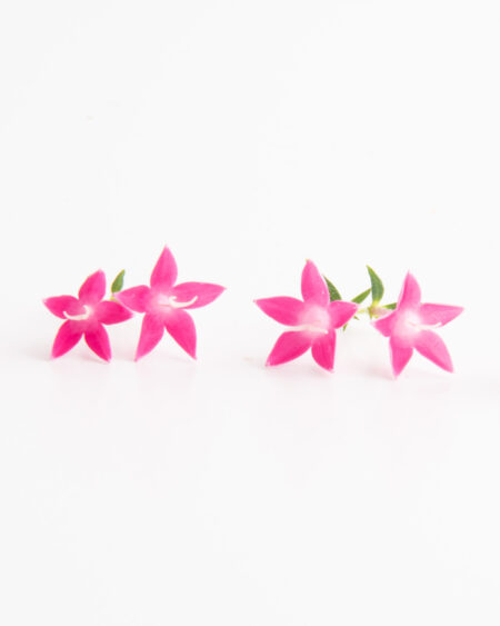 Flamingo Egyptian Starflower