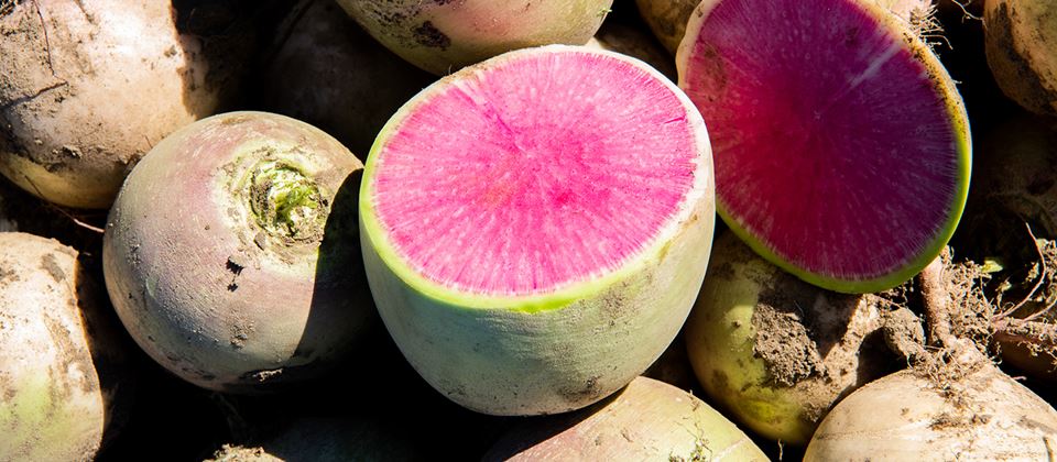 Embracing the Remarkable Radish