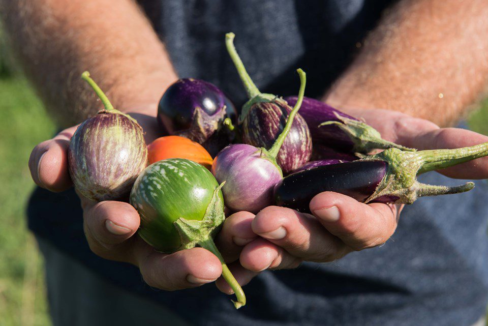 Fascinating History of Eggplant in the United States