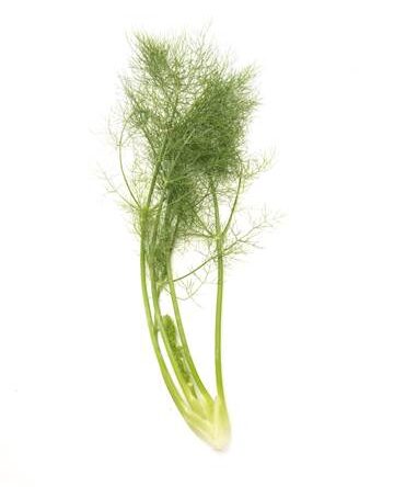 Fennel