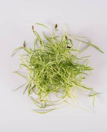 Fennel