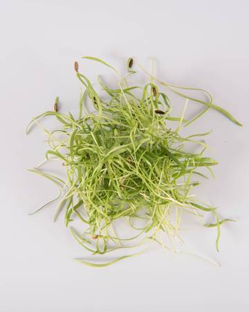Fennel