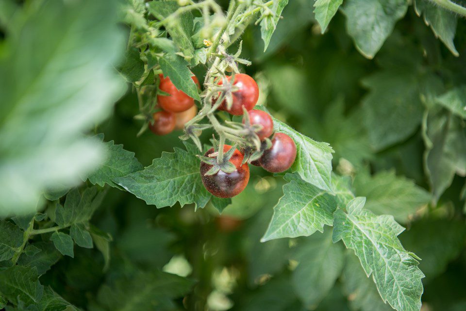 Flavorful fresh tomatoes vs. ethylene-gassed ones: you decide