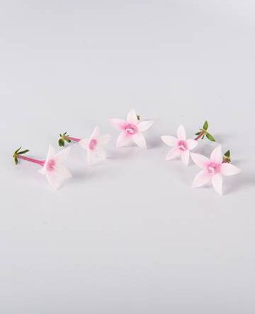 Apple Blossom Egyptian Starflower