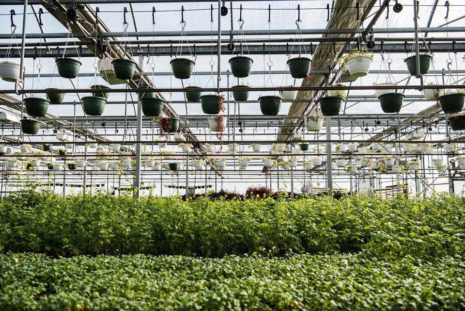 Food Safety: 112 SOPs, 3 Cleaning Cycles and 2 Bonus Procedures