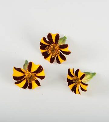French Marigold