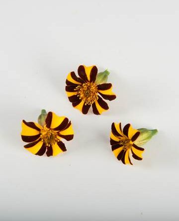 French Marigold
