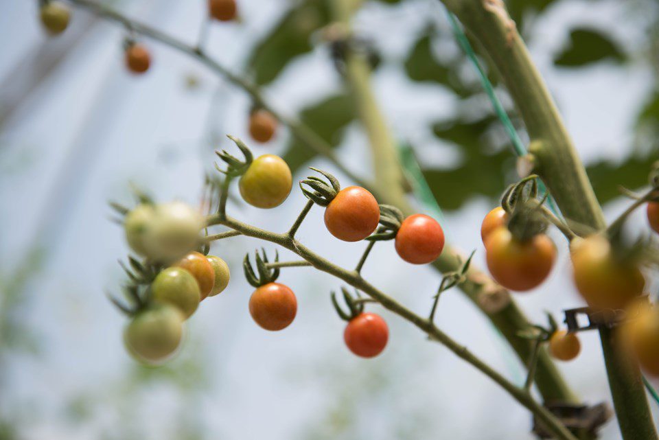 10 Fun Tomato Facts: Fresh Tomatoes (and Cooked Ones, Too!)