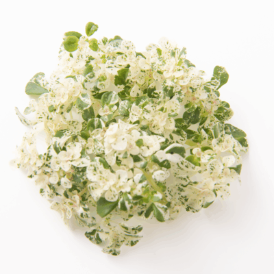 Frosted Frescura Sprig