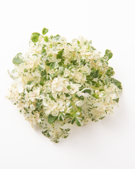 Frosted Frescura Sprig