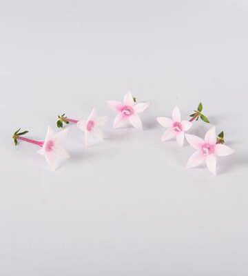 Apple Blossom Egyptian Starflower