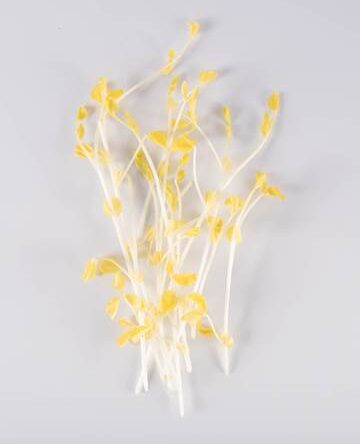 Gold Pea Tendril