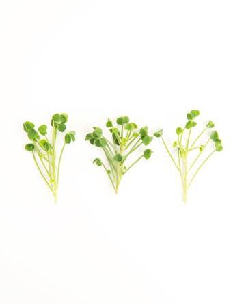 Green Apple Lucky Sorrel