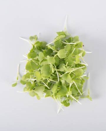 Green Mizuna