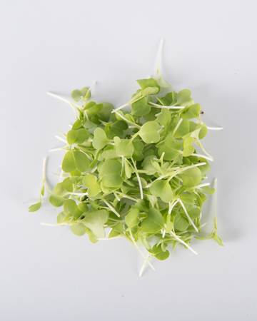 Green Mizuna