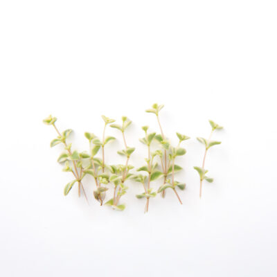 Green Opal Crystal Lettuce