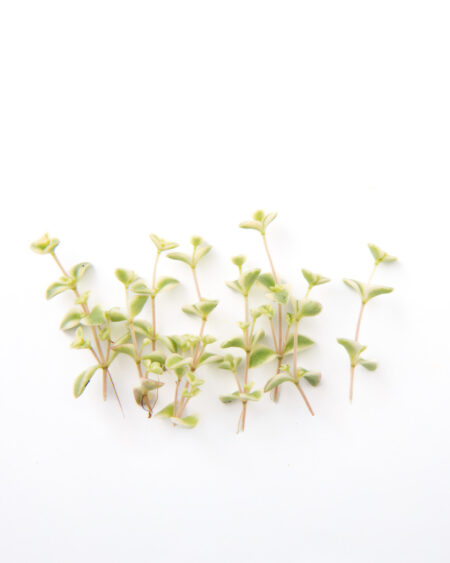 Green Opal Crystal Lettuce