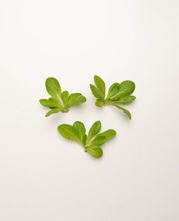 Green Lettuce Rosettes