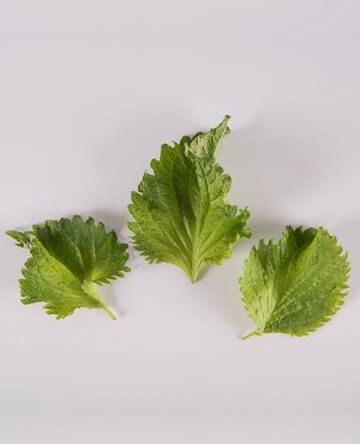 Green Shiso Leaves