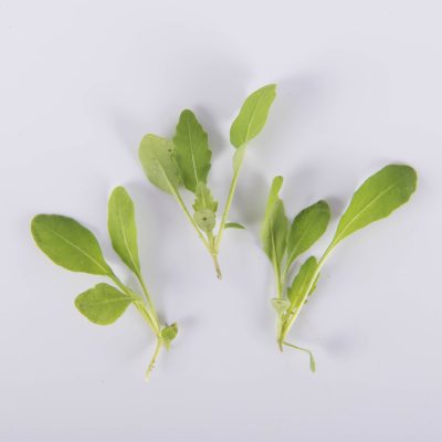 Sylvetta Arugula