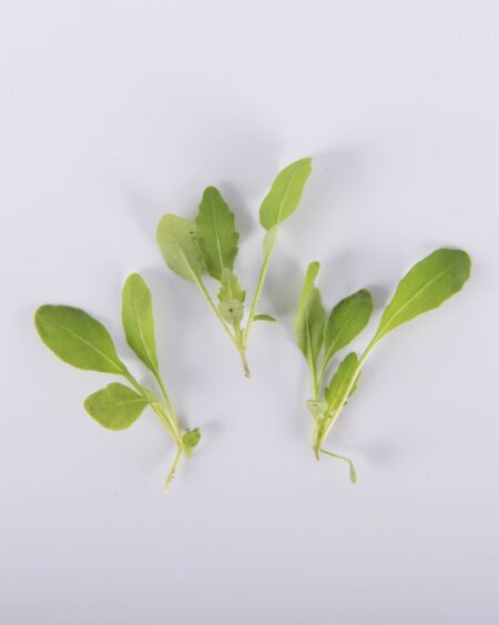 Sylvetta Arugula