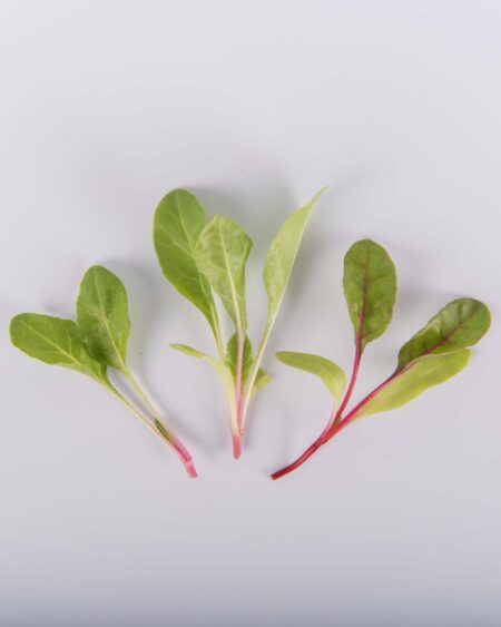 Rainbow Swiss Chard