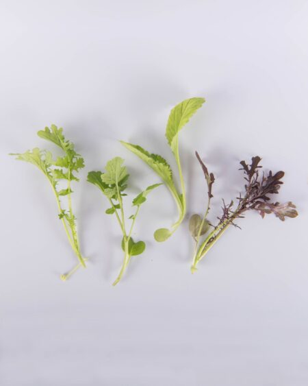 Mixed Mustard