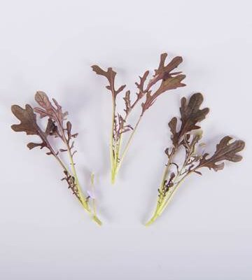 Ruffled Red Mustard