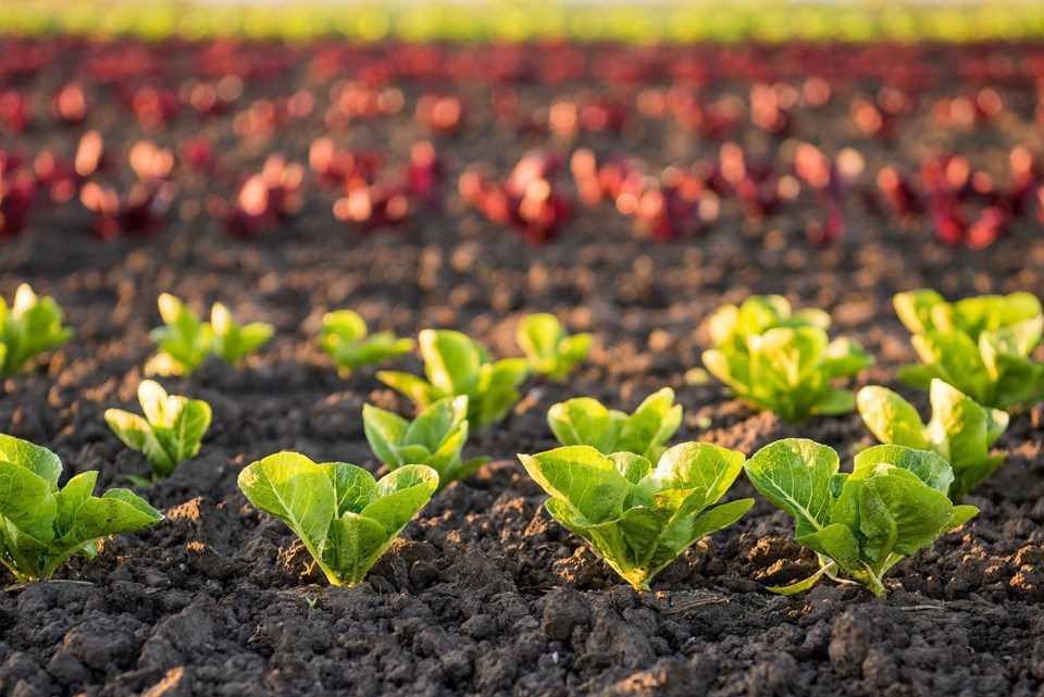 Growing Vegetables Slowly & Gently, in Full Accord with Nature