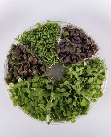 Herbal Sensation™ Small Bites