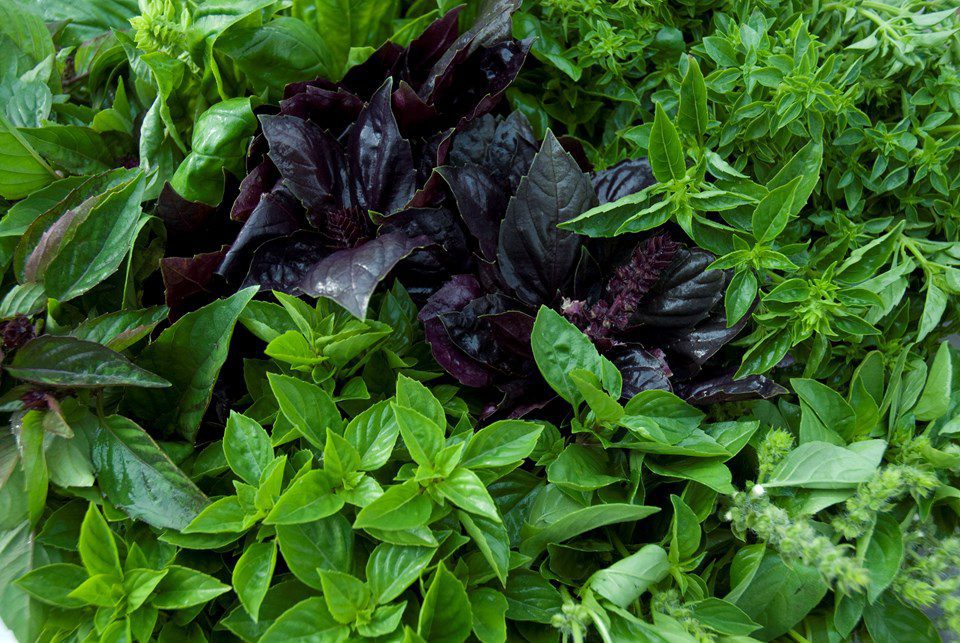 Herbs 101: Basil